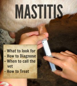 Does My Cow Have Mastitis? How to Diagnose and Treat Mastitis Image